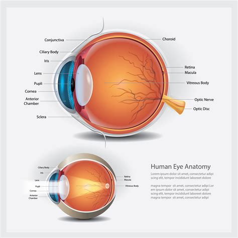eye anatomu